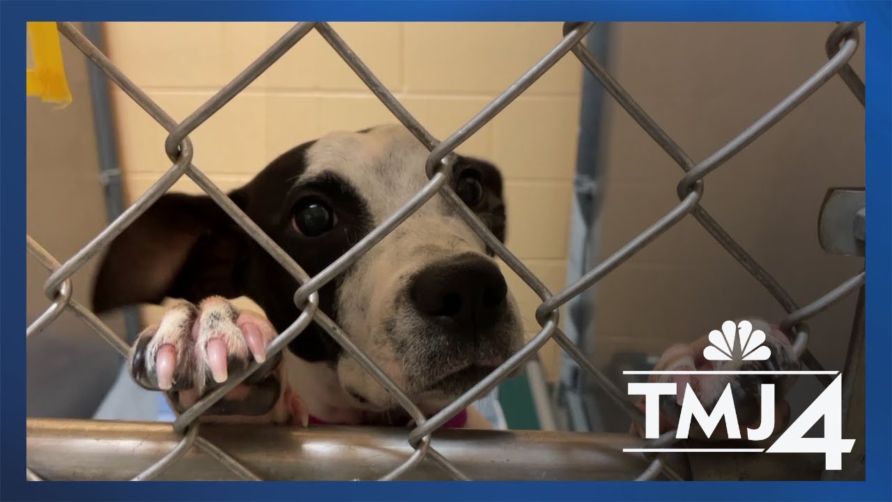 Local animal shelters prepare for 100+ animals impacted by Hurricane ...