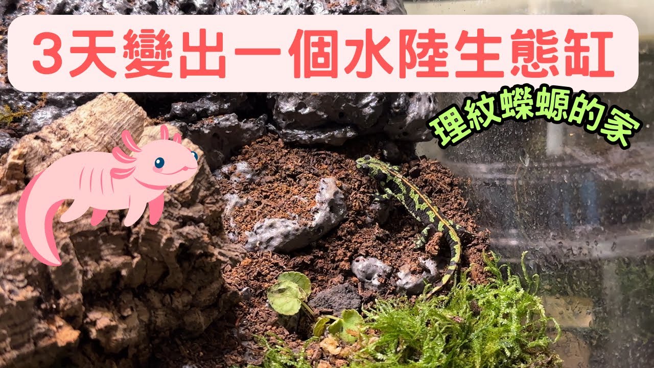 理紋蠑螈｜水陸生態缸DIY｜Triturus marmoratus (Marbled newt)｜マダライモリ【大自然的奧妙】