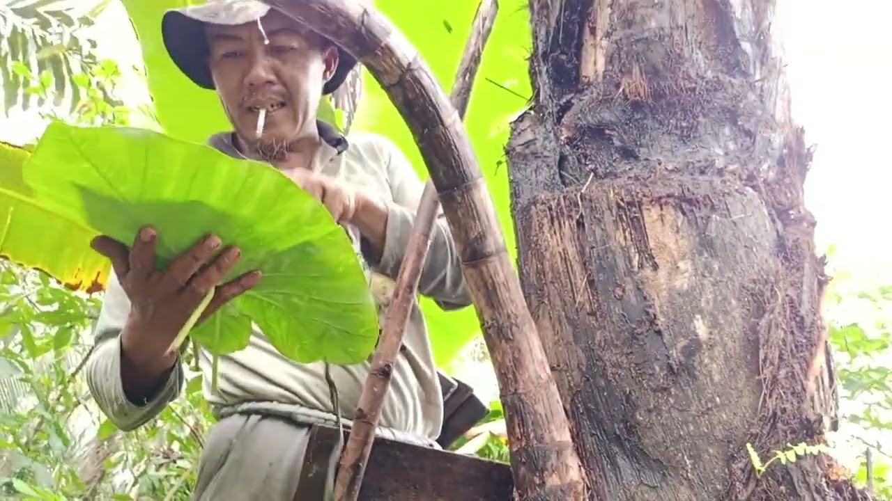 Air Nira Langsung Menetes Deras || Cara Penyadapan Enau || Pemotongan dan Pembungkusan Pelepah Aren