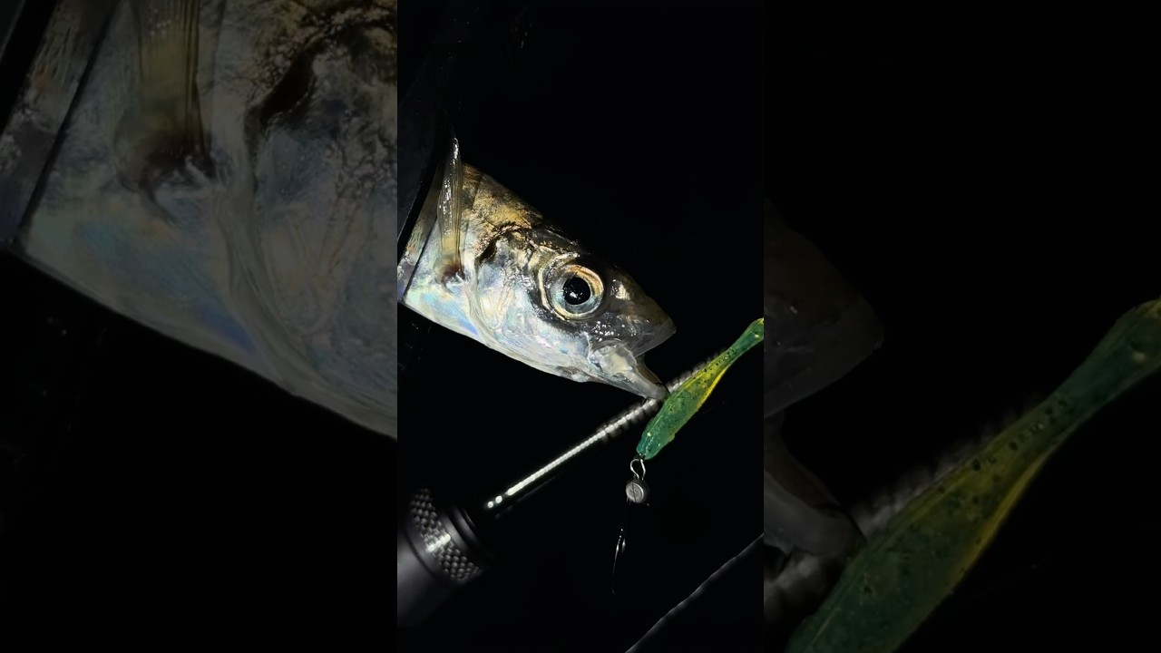 DUO TETRA WORKS React 58 TWRT-58 / Ajing Game 