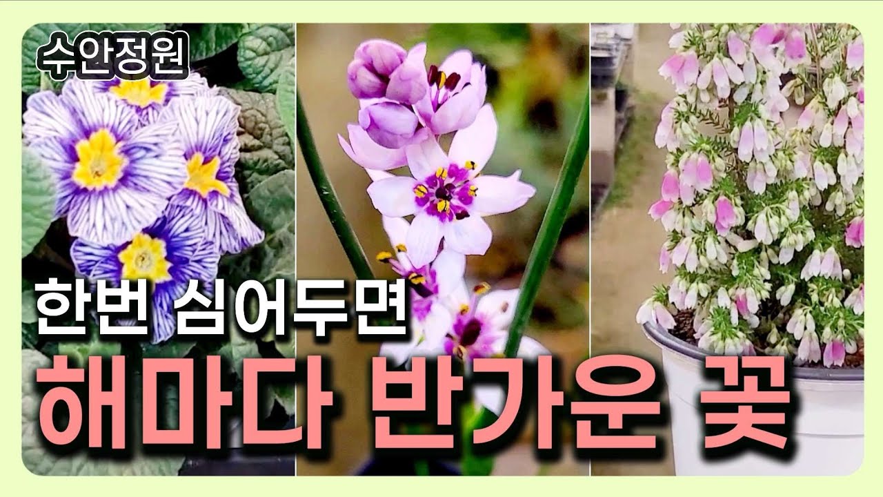 (0226)한번 심으면 해마다 커지는 야생화, 직접 보세요