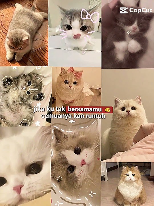 ap hewan fav komen #imut #cat #kucing