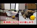 おさがりの玩具で無邪気に遊ぶ弟犬と姉犬のパピー時代を比較してみた