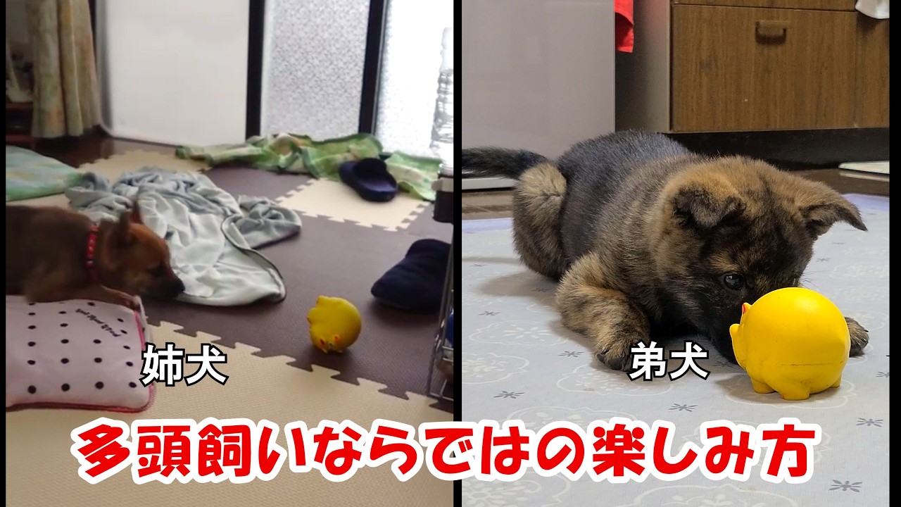 おさがりの玩具で無邪気に遊ぶ弟犬と姉犬のパピー時代を比較してみた