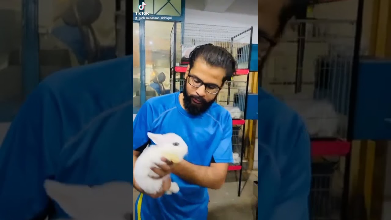 Hotot Bunny With Blue Eye Rare Breed 💙