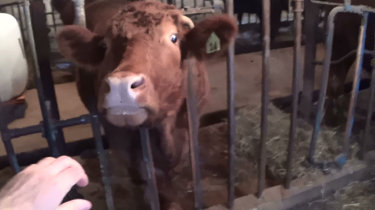 Quest To Find One Friendly Cow