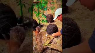 telur burung pegar emas yang sangat istimewa #shorts