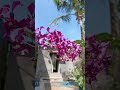 FSFR ° Anggrek Jadul ° Red Tual Maluku tempel pohon Gayam ° 0813 2506 4069