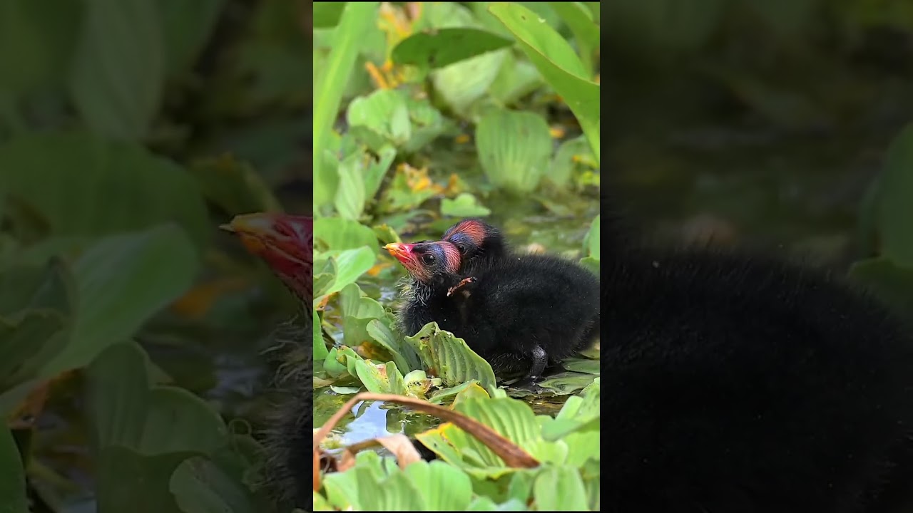 The diversity of wildlife. 