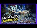 TOP 5 ANIMALES MARINOS QUE NO SABIAS QUE EXISTÍAN / CURIOSIDADES