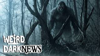 Ohio's Bigfoot Surge | Six Sightings In Four Days Has Researchers Alarmed