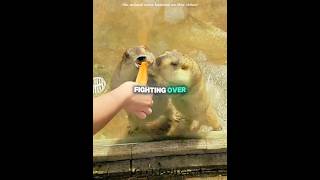 These Two Marmots Fighting Over The Food