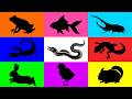 Pets: Rabbit, Goldfish, Stag Beetle, Dormouse, Eel, Pacman Frog, Gecko, Chick, Scorpion