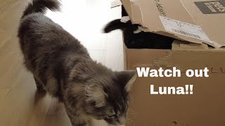 Playful cute kitten teases cat by Adventures of Luna and Marley 47 views 1 year ago 3 minutes, 12 seconds