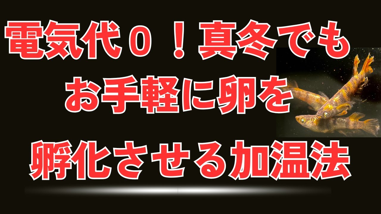 【冬の卵管理】屋内でメダカの卵を効率よく孵化させる保温方法3選！