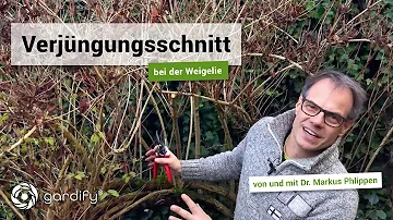 Kann man Weigelie im Winter schneiden?