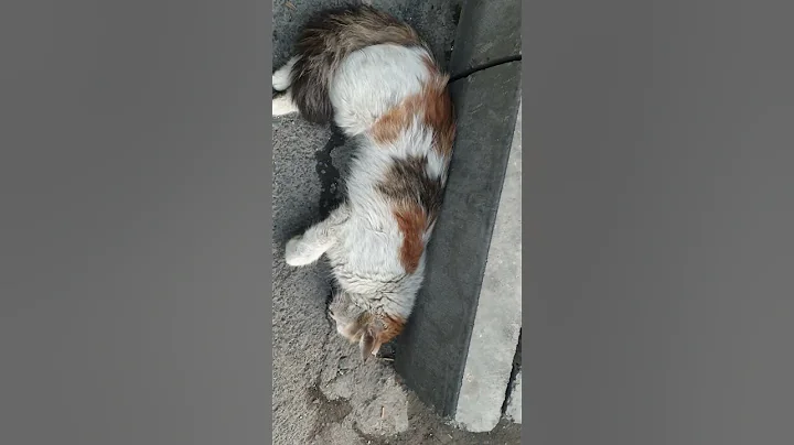 Watch the video about My cute Persian cat sleeping!😍 #cat #cuteanimal #animallife