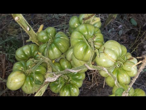 Экзотические сорта томатов. Урожайность и особенности