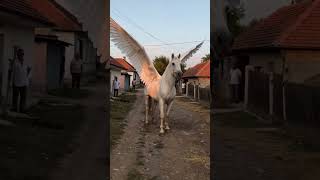 🦄 Pegasus Spotted in Real Life! | Flying Horse 🐎
