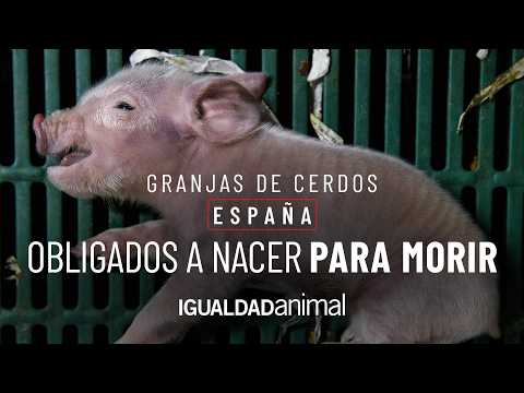 Investigación en 9 Granjas de España Revela Sufrimiento Animal
