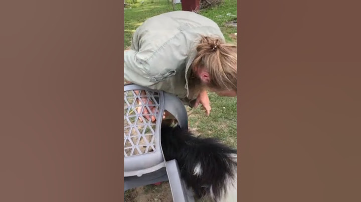 Goat Stuck in a Odd Place #shorts #awkwardgoatmoments #nigeriandwarfgoats