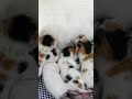 🐱Calico kittens #SHORTS Feisty kittens 🐈