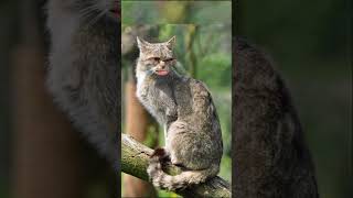 wtf is that #cats #skit #prehistoric @LindsayNikole