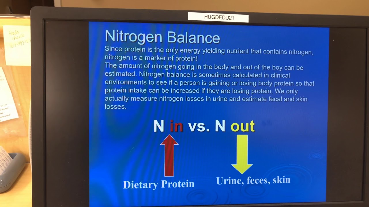 Nitrogen balance and protein digestion