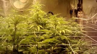 Psycho Crack 4K Aeroflo30