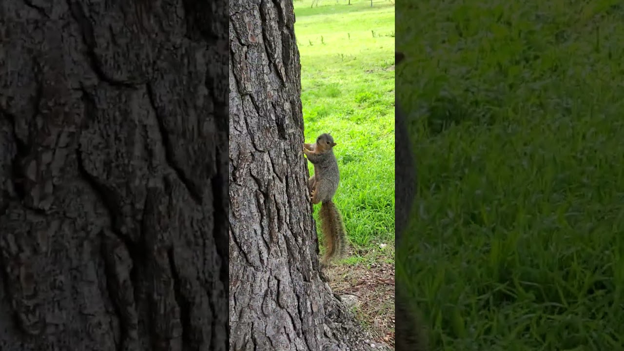 Squirrel climbing the pine tree.