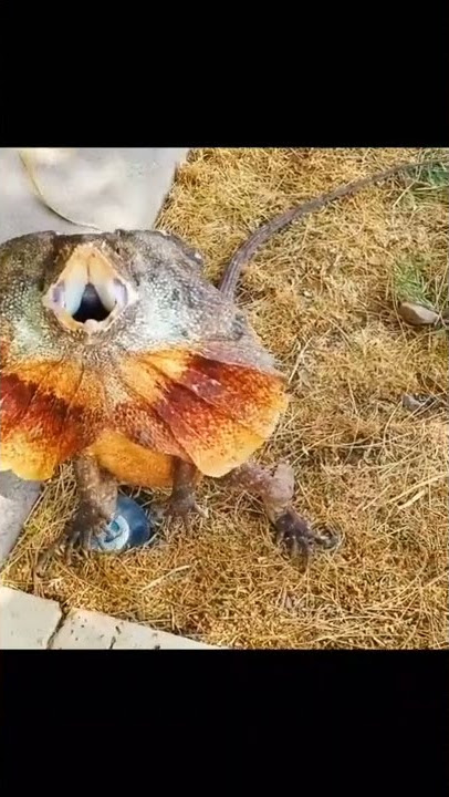 Lokotre lokotre😱 #shorts