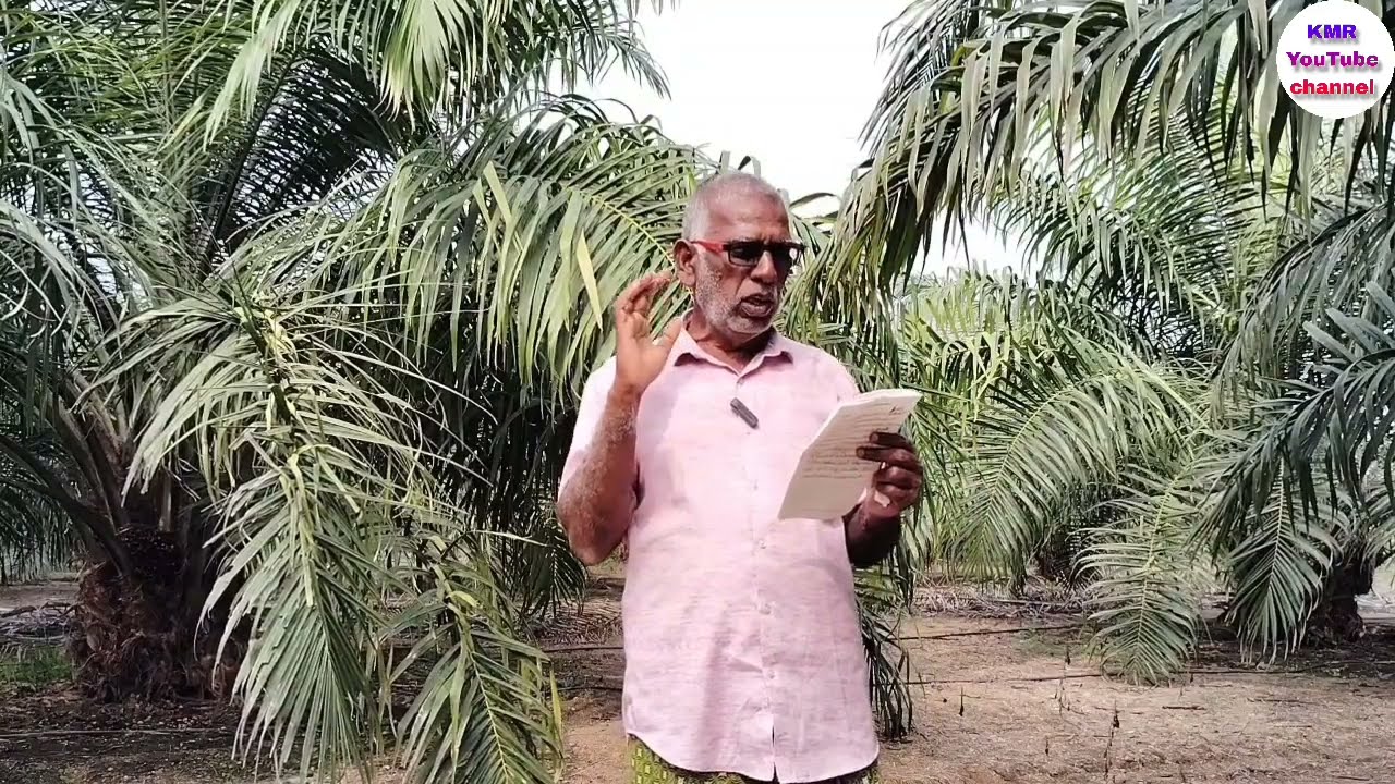 పామ్ ఆయిల్ ఒక చెట్టు ఖర్చు ఎంత లాభం ఎంత ఒక ఎకరాకి ఎంత ఆదాయం వస్తుంది