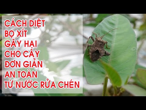 Video Cách Tiêu Diệt Bọ Xít Phá Rau Hiệu Quả Và An Toàn Nhất - youtube