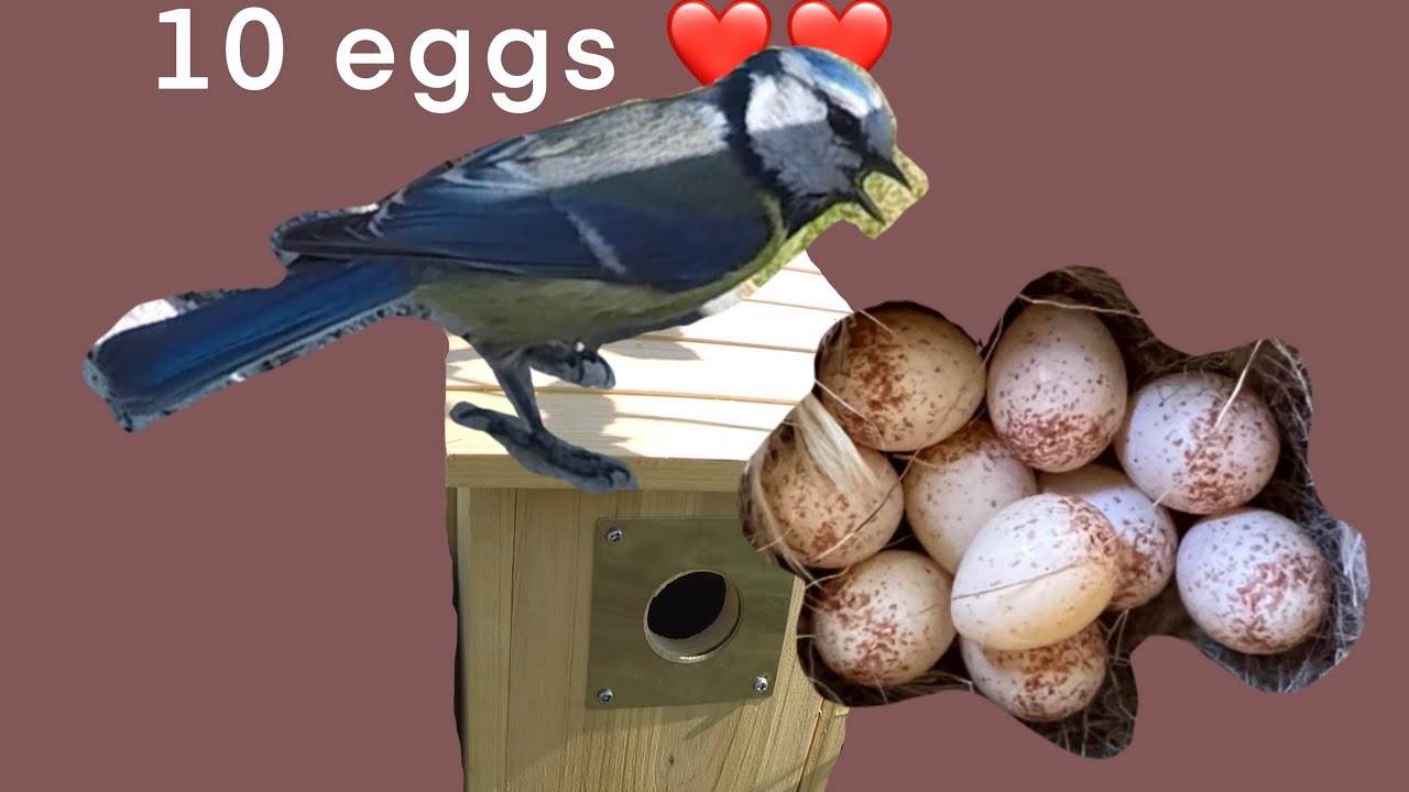 Blue tit broods Bird is brooding bluetit småfugler norway YouTube