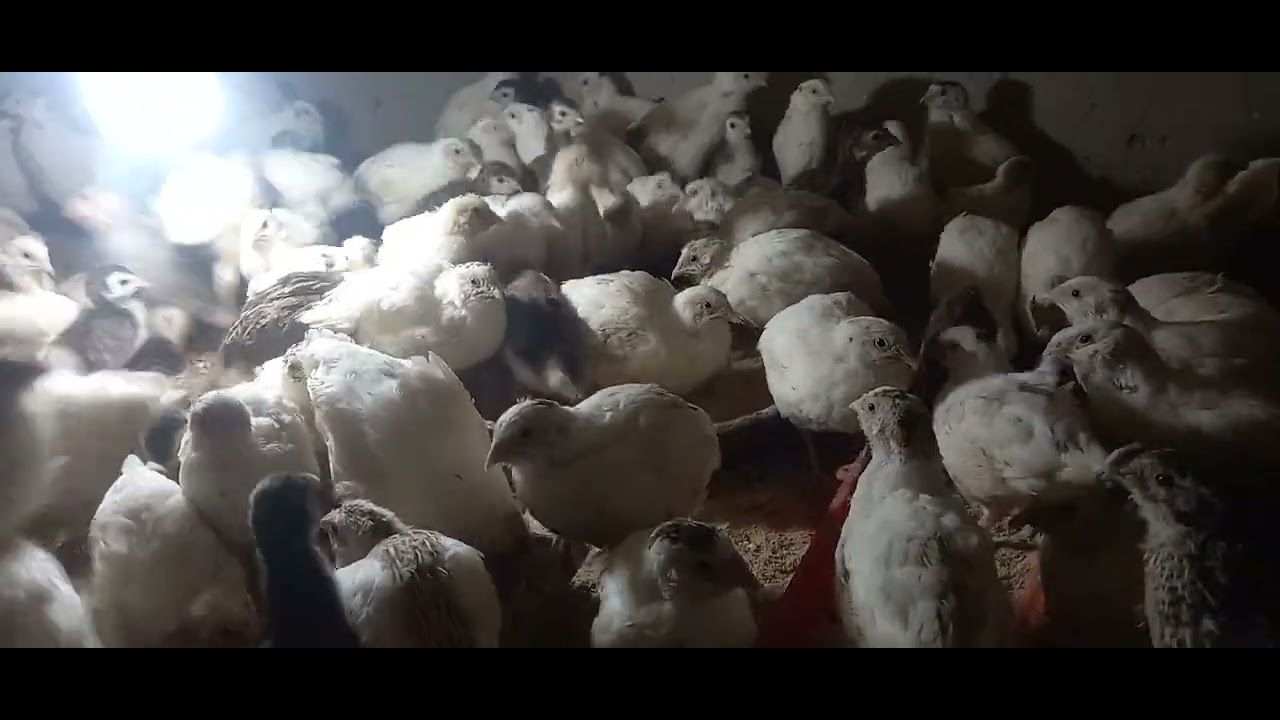 будана фруши ш ваҳдат тел ватсап 900 90 92 93