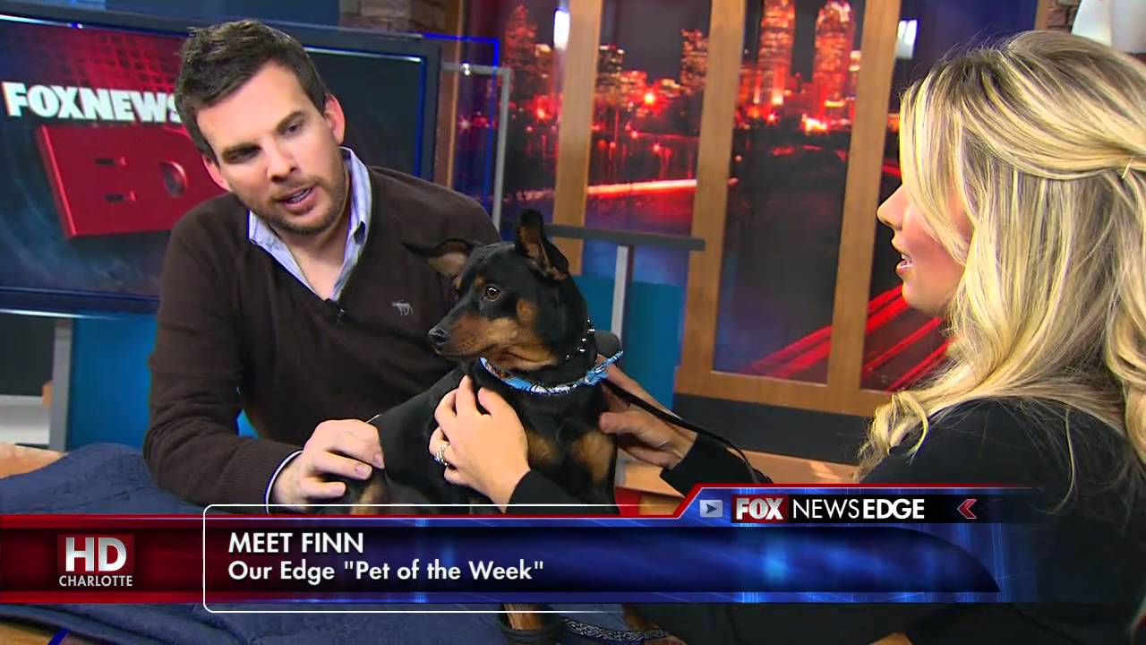 Fox News Edge Dog Finn Youtube