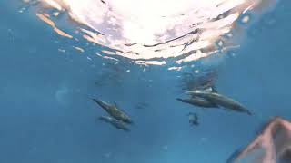 galapagos dolphins and surprize hammerheads at darwin