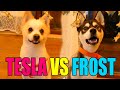 🐾 Can Dostlarımız Kapışıyor 🐶 [ Tesla vs Frost ] /w Gitaristv /w Buse Duygu