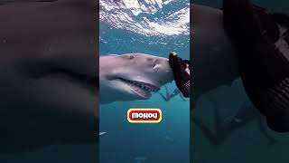 Pronásledoval Ji Obrovský Žralok! 🦈😳