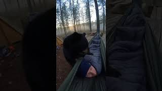 Hammock Nap Interrupted by Bear and Dog