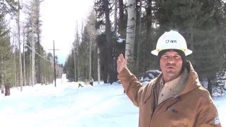 APS arborists remove dead trees that could damage power lines