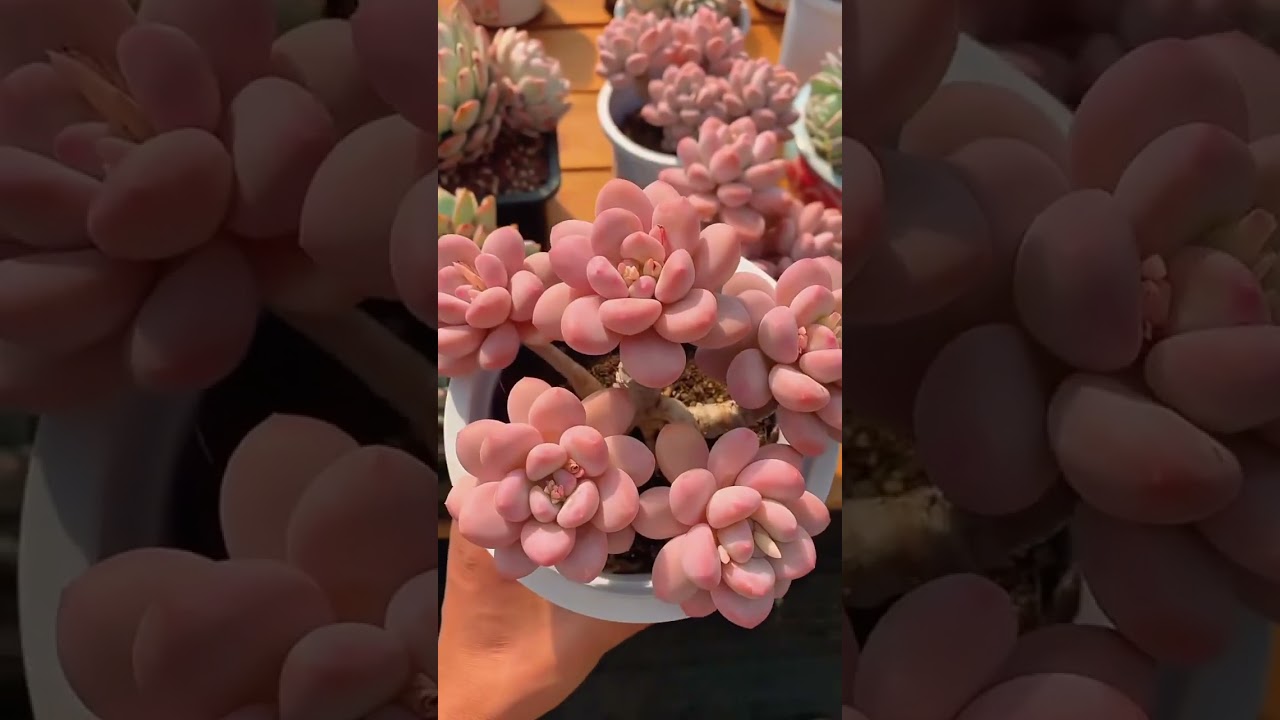 Baby pink succulents 