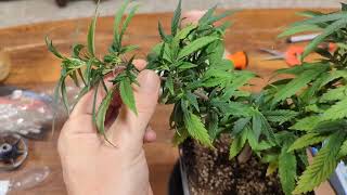Sick Plant Rescue - Day 6 (Final)