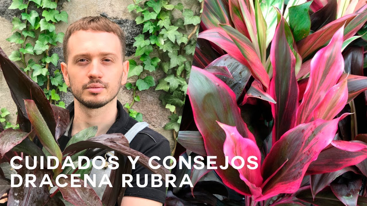Dracena Rubra aprende como cuidarla (Cordyline)