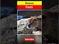 Incredible Facts About Beavers #animals #animalfacts #youtubeshort #shortsfeed #shorts