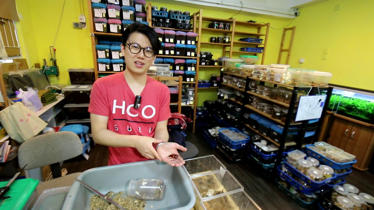 Discovery Beetles Hongkong - фабрика Jimineys