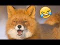 Я РЖАЛ ПОЛ ЧАСА | Смешные Коты и Собаки | ПРИКОЛЫ С ЖИВОТНЫМИ | Cute Cats