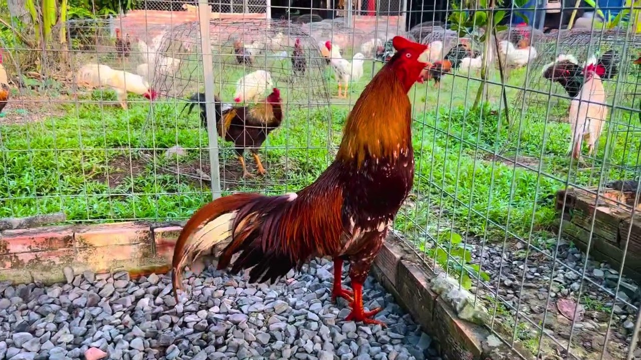 Bình Vĩnh Long.. Lên tóp gà mới.. Ngày 16-1-2026 // @908//755//036..