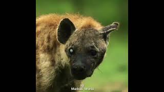 Hyena - Edit (Africa) 18+