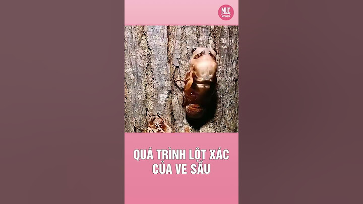 Xác ve sầu gọi là gì